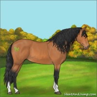 Horse Color:Bay Tobiano 