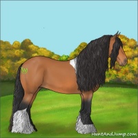 Horse Color:Bay Tobiano 