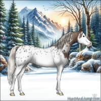 Horse Color:Silver Bay Ice Roan Splash Appaloosa