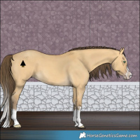 Horse Color:Amber Cream Champagne Dun Sabino Splash 
