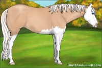 Horse Color:Silver Amber Champagne Splash