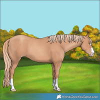 Horse Color:Gold Champagne