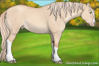 Horse Color:Gold Champagne Dun