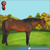 Horse Color:Brown 