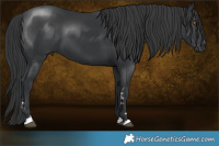 Horse Color:Black 