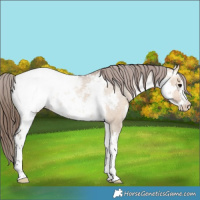 Horse Color:White Spotted Bay Dun Snowcap 