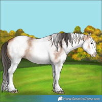 Horse Color:White Spotted Bay Dun Splash 