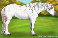 Horse Color:Chestnut Ice Sabino 