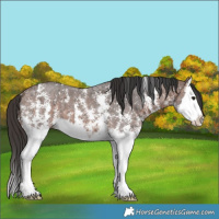 Horse Color:Bay Ice Sabino Splash 