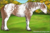 Horse Color:White Spotted Chestnut Appaloosa 