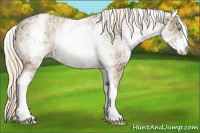 Horse Color:White Spotted Gold Cream Champagne Ice Sabino 