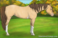 Horse Color:Amber Cream Champagne Roan Tobiano 