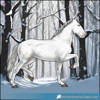 Horse Color:Silver Brown Dun Appaloosa 