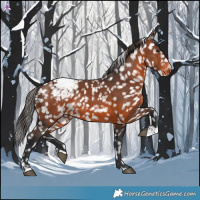 Horse Color:Brown Appaloosa 