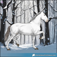 Horse Color:Brown Appaloosa 