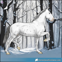 Horse Color:Brown Appaloosa 