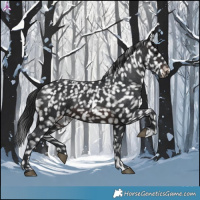 Horse Color:Brown Appaloosa