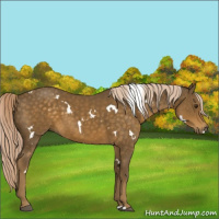 Horse Color:White Spotted Chocolate Palomino 