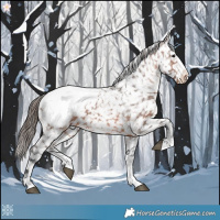 Horse Color:Brown Appaloosa 