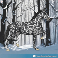 Horse Color:Black Appaloosa 