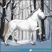 Horse Color:Buckskin Appaloosa 