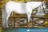 Horse Color:Gray Platinum Black Chinchilla 