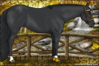 Horse Color:Platinum Black Chinchilla 