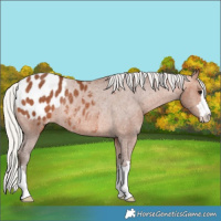 Horse Color:Silver Bay Appaloosa Rabicano 