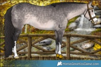 Horse Color:Platinum Buckskin