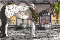 Horse Color:Platinum Bay Sabino Tobiano Appaloosa