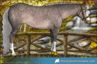 Horse Color:Platinum Chocolate Palomino 