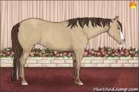 Horse Color:Classic Champagne Dun Splash 