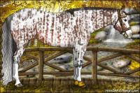 Horse Color:Bay Splash Blanket  and Gray Bay Sabino Splash Tobiano Near Fewspot 