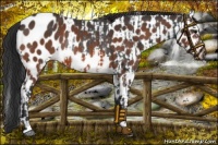 Horse Color:Black Splash Appaloosa Rabicano  and Bay Appaloosa Rabicano 