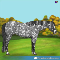 Horse Color:Blue Roan Snowflake Varnish 