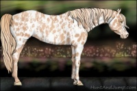Horse Color:Gold Champagne Near Leopard  and Gold Champagne Frame Near Leopard 