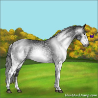 Horse Color:Gray White Spotted Black and Gray White Spotted Black Rabicano