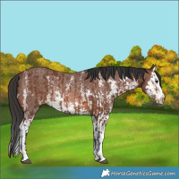 Horse Color:Brown Sabino Rabicano and Brown Sabino Splash Rabicano