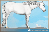 Horse Color:Platinum Perlino Roan 