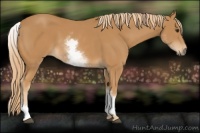 Horse Color:White Spotted Chestnut