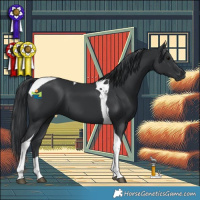 Horse Color:Black Tobiano 