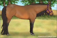 Horse Color:Buckskin 