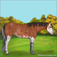 Horse Color:Bay Sabino Rabicano and Bay Sabino Splash Rabicano