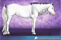 Horse Color:Palomino Appaloosa  and Palomino Appaloosa 