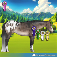 Horse Color:Brown Dun Mushroom Appaloosa Brindle 