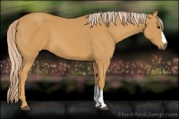 Horse Color:Palomino 