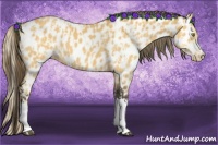 Horse Color:Palomino Near Leopard  and Buckskin Near Leopard 