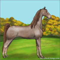 Horse Color:Chestnut Appaloosa
