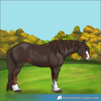 Horse Color:Liver Chestnut 
