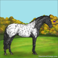 Horse Color:Blue Roan Near Leopard 